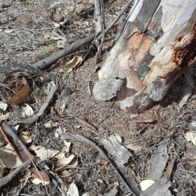 Papyrius nitidus (Shining Coconut Ant) at Jerrabomberra, ACT - 4 Oct 2018 by Mike