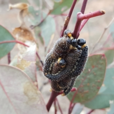 Perga sp. (genus) (Sawfly or Spitfire) at Jerrabomberra Grassland - 4 Oct 2018 by Mike