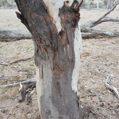 Papyrius nitidus (Shining Coconut Ant) at Jerrabomberra Grassland - 4 Oct 2018 by Mike