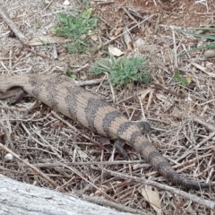 Tiliqua scincoides scincoides (Eastern Blue-tongue) at Jerrabomberra, ACT - 4 Oct 2018 by Mike