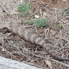 Tiliqua scincoides scincoides (Eastern Blue-tongue) at Jerrabomberra Grassland - 4 Oct 2018 by Mike