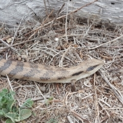 Tiliqua scincoides scincoides at Jerrabomberra, ACT - 5 Oct 2018