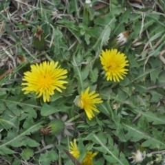 Taraxacum sp. (Dandelion) at Griffith, ACT - 5 Oct 2018 by ianandlibby1