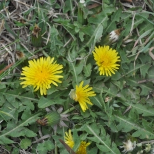 Taraxacum sp. at Griffith, ACT - 5 Oct 2018