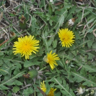 Taraxacum sp. (Dandelion) at Griffith Woodland - 5 Oct 2018 by ianandlibby1