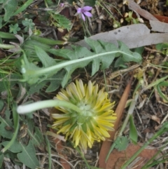 Taraxacum sp. at Griffith, ACT - 5 Oct 2018