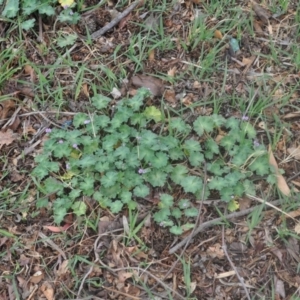 Geranium solanderi var. solanderi at Griffith, ACT - 5 Oct 2018 02:13 PM