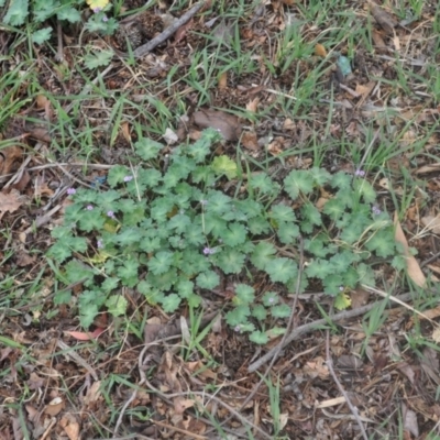 Geranium solanderi var. solanderi (Native Geranium) at Griffith Woodland - 5 Oct 2018 by ianandlibby1