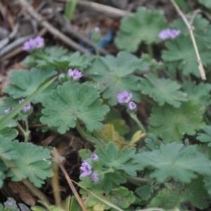 Geranium solanderi var. solanderi at Griffith, ACT - 5 Oct 2018 02:13 PM