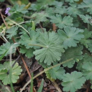 Geranium solanderi var. solanderi at Griffith, ACT - 5 Oct 2018 02:13 PM