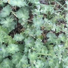 Geranium solanderi var. solanderi at Griffith, ACT - 5 Oct 2018 02:13 PM