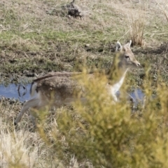 Dama dama at Michelago, NSW - suppressed