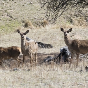 Cervus elaphus at Michelago, NSW - suppressed