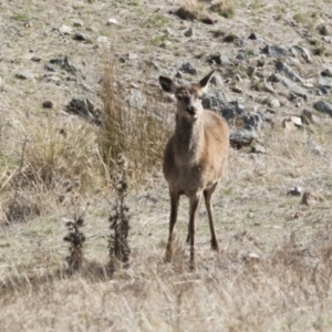 Cervus elaphus at Michelago, NSW - 24 Sep 2018