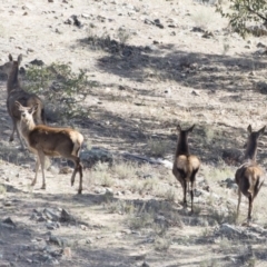 Cervus elaphus at Michelago, NSW - suppressed