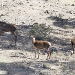 Cervus elaphus at Michelago, NSW - suppressed