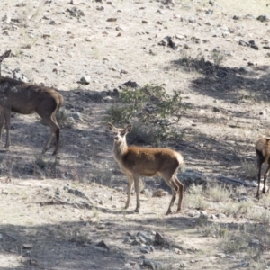 Cervus elaphus at Michelago, NSW - 24 Sep 2018