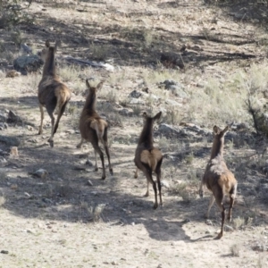 Cervus elaphus at Michelago, NSW - suppressed