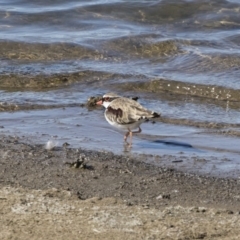 Charadrius melanops (Black-fronted Dotterel) at Michelago, NSW - 22 Sep 2018 by Illilanga