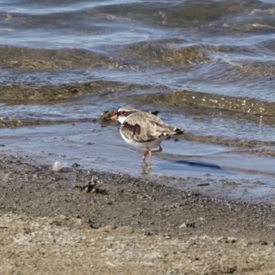 Charadrius melanops (Black-fronted Dotterel) at Illilanga & Baroona - 22 Sep 2018 by Illilanga