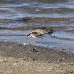 Charadrius melanops at Michelago, NSW - 23 Sep 2018 09:22 AM