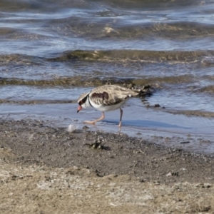 Charadrius melanops at Michelago, NSW - 23 Sep 2018