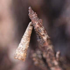 Lepidoscia (genus) IMMATURE (Unidentified Cone Case Moth larva, pupa, or case) at Michelago, NSW - 10 Sep 2018 by Illilanga