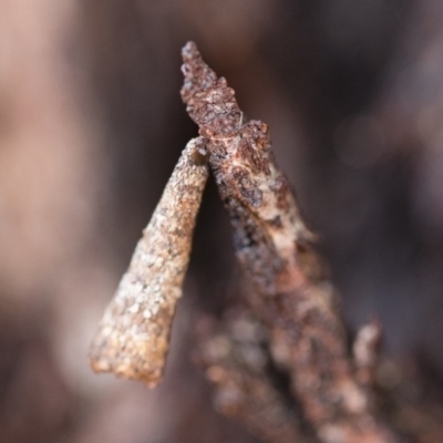 Lepidoscia (genus) IMMATURE (Unidentified Cone Case Moth larva, pupa, or case) at Michelago, NSW - 10 Sep 2018 by Illilanga