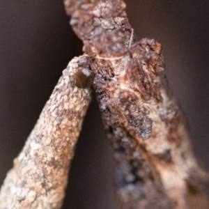 Lepidoscia (genus) IMMATURE at Michelago, NSW - 10 Sep 2018