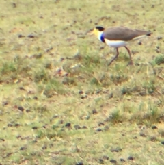 Vanellus miles (Masked Lapwing) at Cuttagee, NSW - 5 Oct 2018 by loumcc