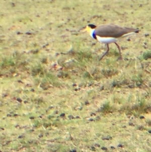 Vanellus miles at Cuttagee, NSW - 5 Oct 2018 02:10 PM