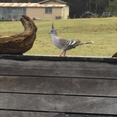 Ocyphaps lophotes (Crested Pigeon) at Cuttagee, NSW - 5 Oct 2018 by loumcc