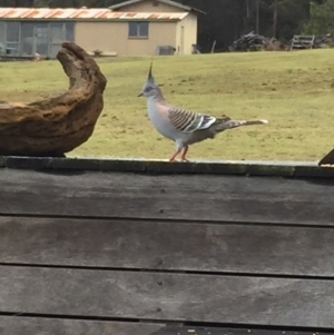 Ocyphaps lophotes at Cuttagee, NSW - 5 Oct 2018