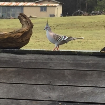 Ocyphaps lophotes (Crested Pigeon) at Cuttagee, NSW - 5 Oct 2018 by loumcc