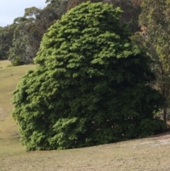 Pittosporum undulatum (Sweet Pittosporum) at Cuttagee, NSW - 6 Oct 2018 by loumcc