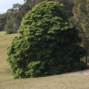 Pittosporum undulatum at Cuttagee, NSW - 6 Oct 2018