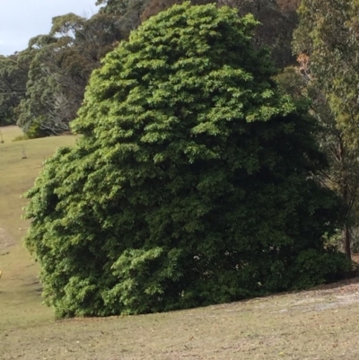 Pittosporum undulatum (Sweet Pittosporum) at Cuttagee, NSW - 6 Oct 2018 by loumcc