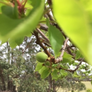 Pittosporum undulatum at Cuttagee, NSW - 6 Oct 2018