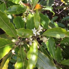 Pittosporum undulatum at Cuttagee, NSW - 6 Oct 2018