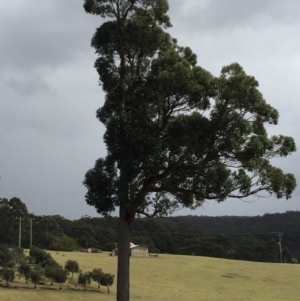 Eucalyptus globoidea at Cuttagee, NSW - 8 Oct 2018