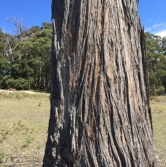 Eucalyptus globoidea at Cuttagee, NSW - 8 Oct 2018 10:23 AM