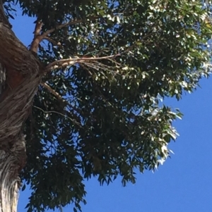 Eucalyptus globoidea at Cuttagee, NSW - 8 Oct 2018 10:23 AM