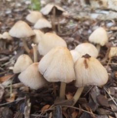 Coprinellus etc. (An Inkcap) at Holder, ACT - 4 Oct 2018 by mckoerber