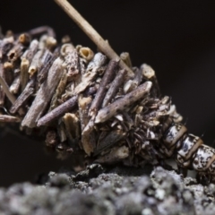 Psychidae (family) IMMATURE (Unidentified case moth or bagworm) at Michelago, NSW - 5 Nov 2017 by Illilanga