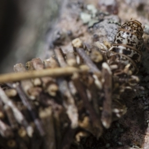 Psychidae (family) IMMATURE at Michelago, NSW - 5 Nov 2017 12:44 PM