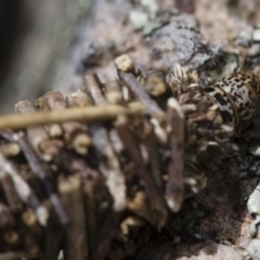 Psychidae (family) IMMATURE at Michelago, NSW - 5 Nov 2017 12:44 PM