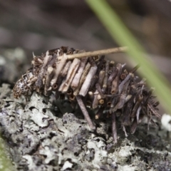 Psychidae (family) IMMATURE at Michelago, NSW - 5 Nov 2017 12:44 PM