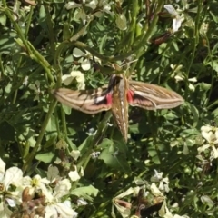 Hippotion celerio (Vine Hawk Moth) at Michelago, NSW - 27 Oct 2016 by Illilanga