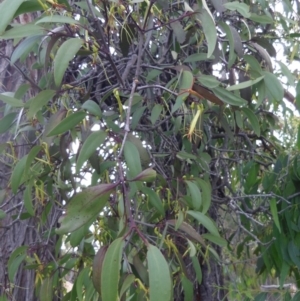 Muellerina eucalyptoides at Coolagolite, NSW - 2 Jan 2014