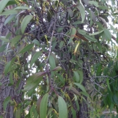 Muellerina eucalyptoides (Creeping Mistletoe) at Coolagolite, NSW - 1 Jan 2014 by ondinea